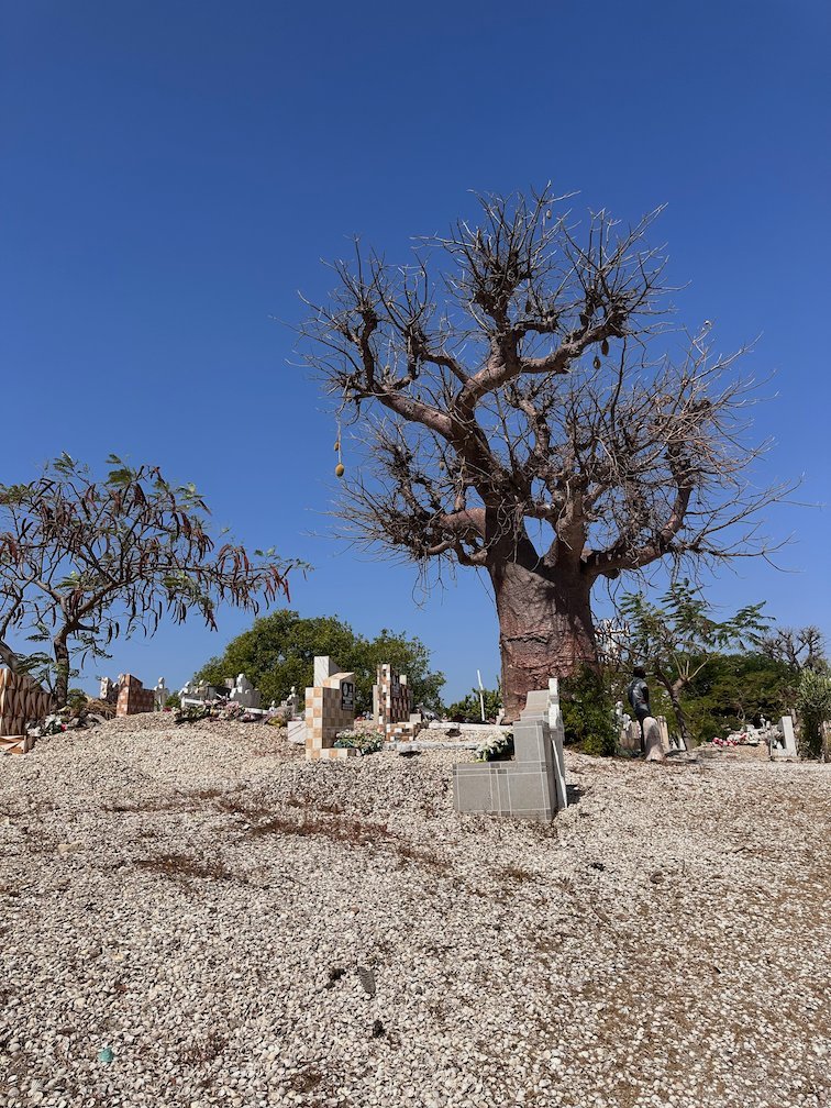 A bare baobab tree stands on ground made of shells in Fadiouth.