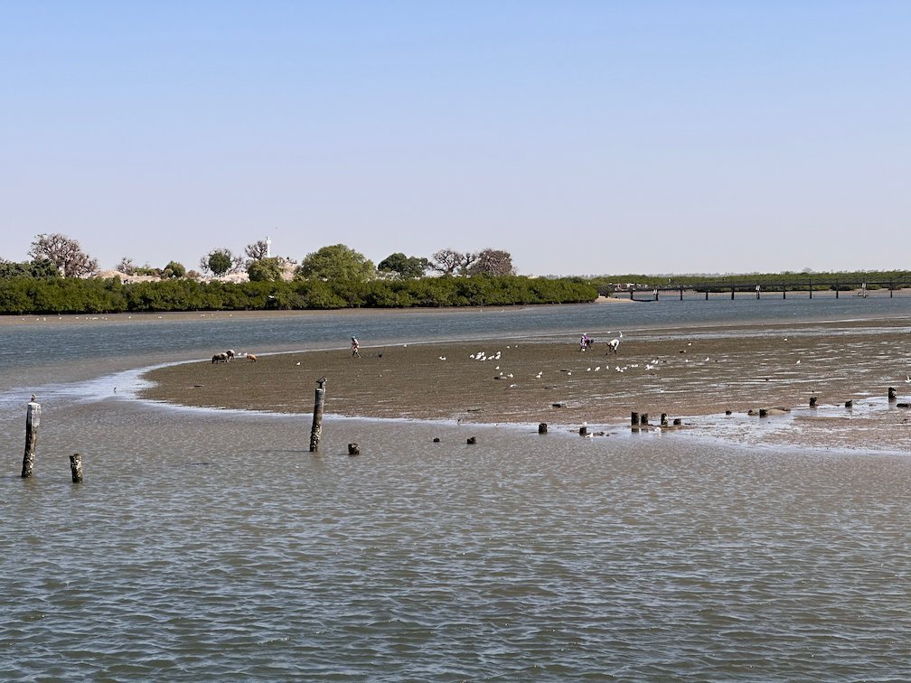 Wooden posts stand on a sandbank in the lagoon at Fadiouth.