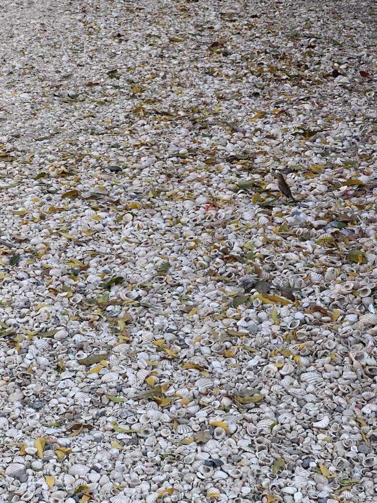 Small white shells cover the ground of the island of Fadiouth.