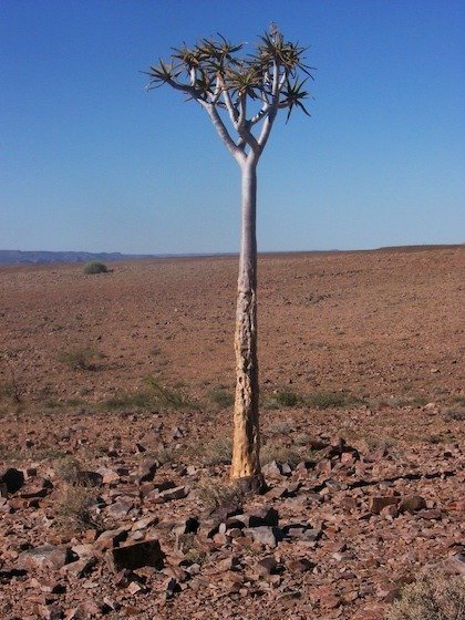 A single quiver tree stands on stony red ground under a blue sky in southern Namibia.