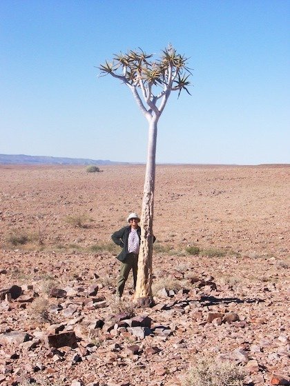 A traveler stands next to a tall quiver tree on stony ground in southern Namibia.