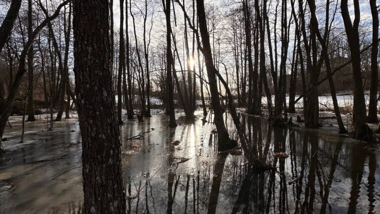 Flooded spring forest with trees reflected in still water