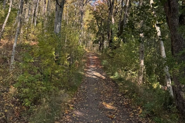 A forest path between autumn birch trees near Stockholm, photographed by Zayera Khan