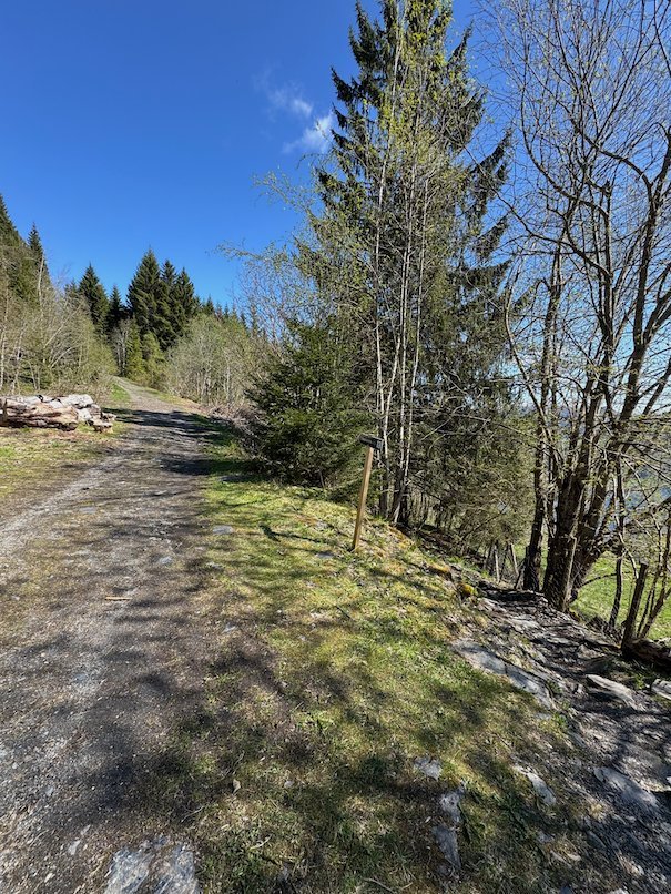 Gravel forest road with spruce trees on the way down from Hanguren to Voss