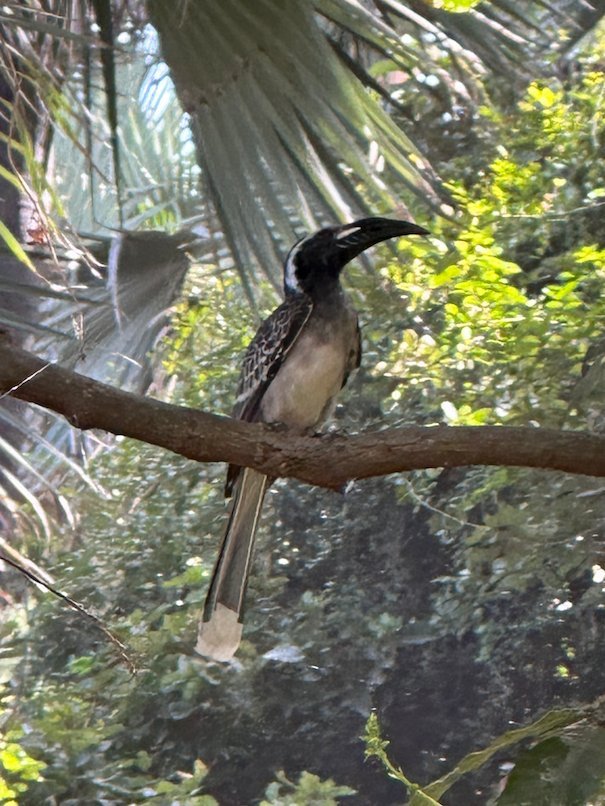 An African grey hornbill sits on a branch among palm leaves in The Gambia.