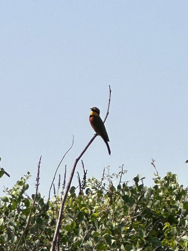 A bee-eater bird sits on a thin branch above green bushes in The Gambia.