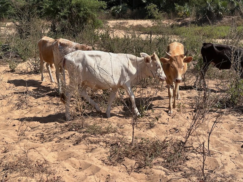 Cattle stand on sandy ground among dry bushes near the coast of The Gambia.