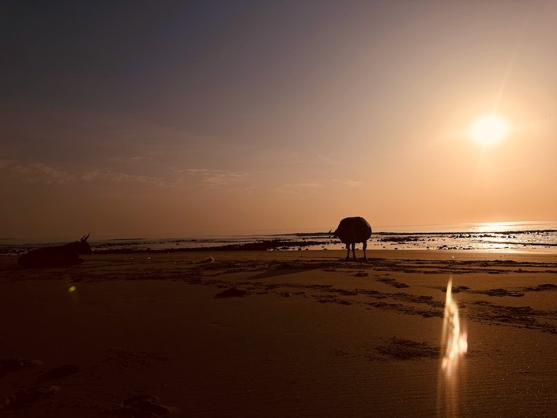 A cow walks on the beach against the low sun at sunset in The Gambia.