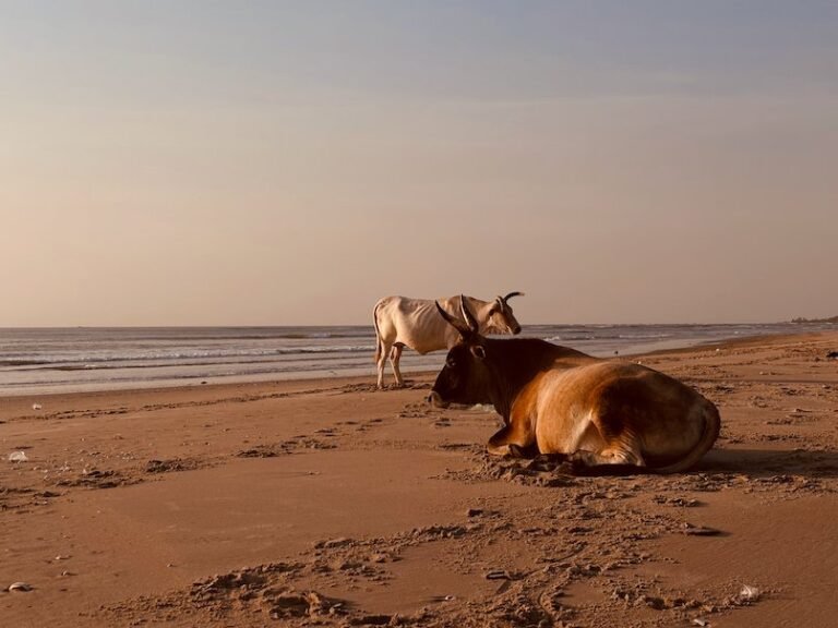 Cows rest on the sand of the beach in the evening light in The Gambia.