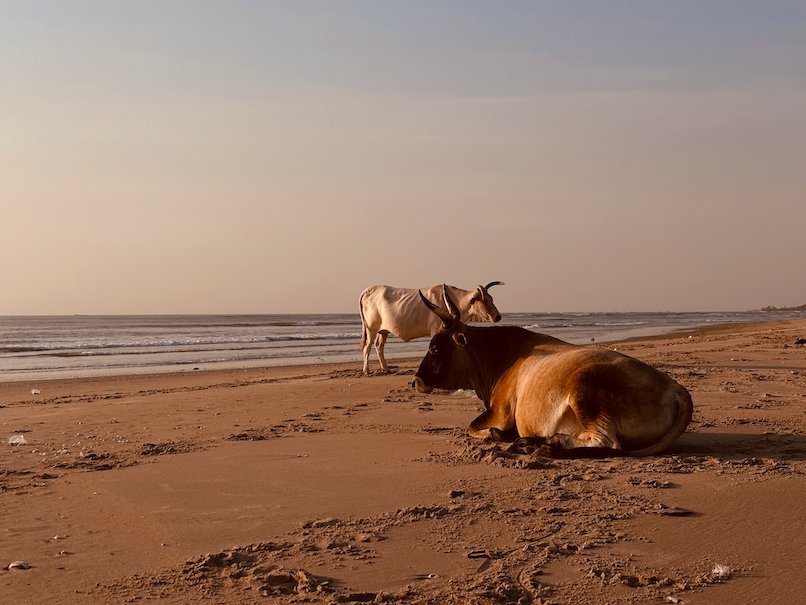 Cows rest on the sand of the beach in the evening light in The Gambia.