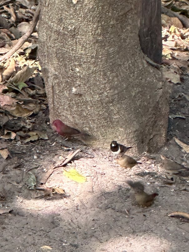 A red firefinch and other small birds feed on the ground by a tree in The Gambia.