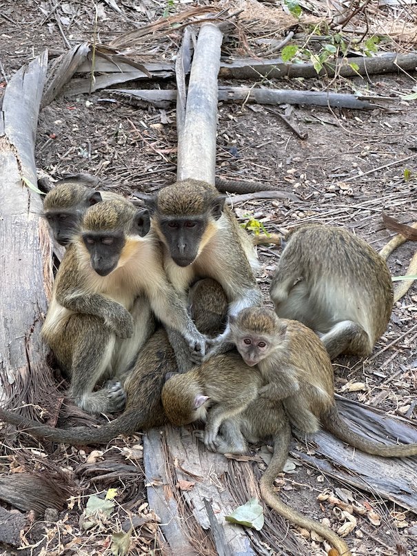 A family of green monkeys with babies sits on a log in a monkey park in The Gambia.