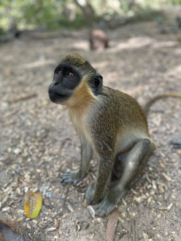 A green monkey with a black face sits on the ground in a monkey park in The Gambia.