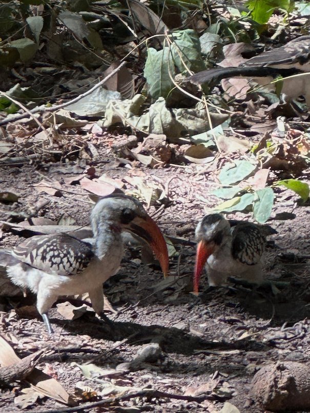Two red-billed hornbills look for food on the ground in a monkey park in The Gambia.