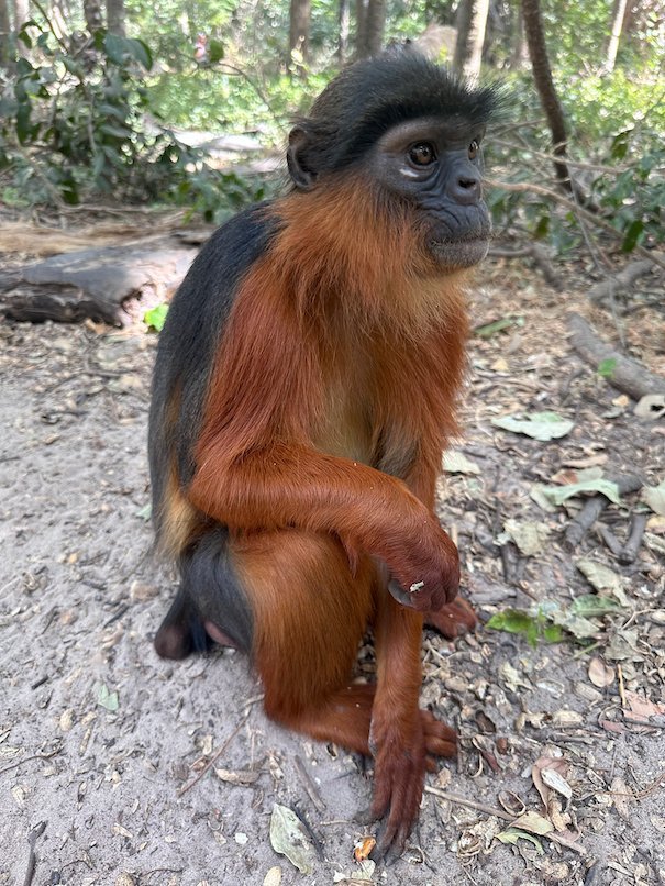 A red colobus monkey sits on the ground in a monkey park in The Gambia.