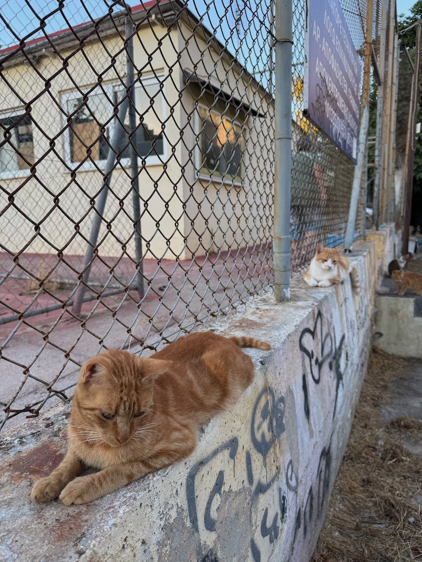 Ginger cat that rests on a low wall by a fence in Athens