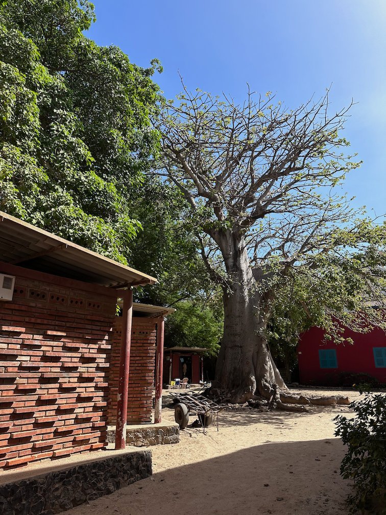 A baobab tree grows next to red and brown houses on Goree Island.