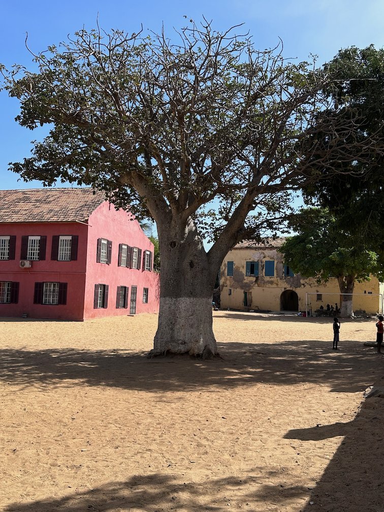 A large baobab tree stands in a sandy square next to a red house on Goree Island.