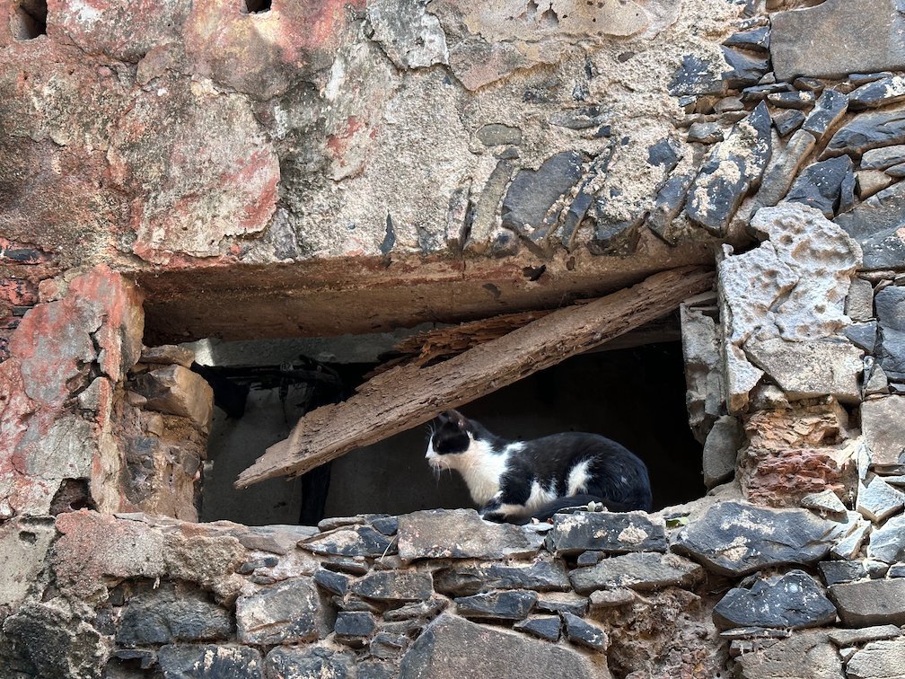 A black and white cat rests in a broken window of a ruin on Goree Island.