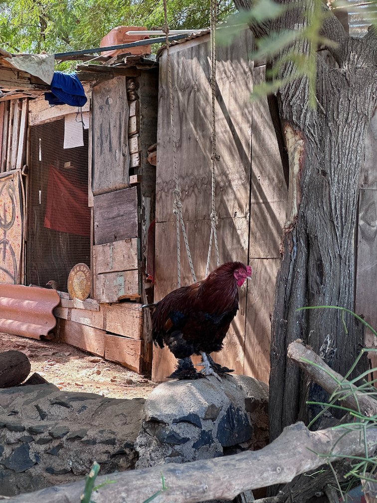 A brown rooster stands on a stone next to wooden shacks on Goree Island.