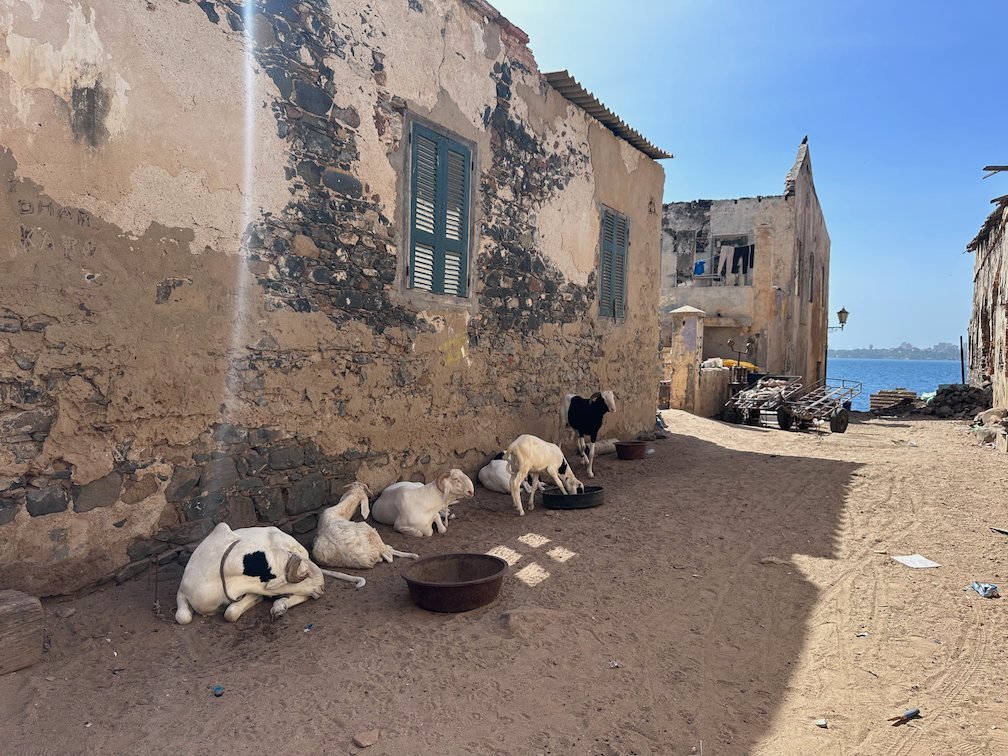Sheep rest in the shade next to an old house on a sandy street on Goree Island.