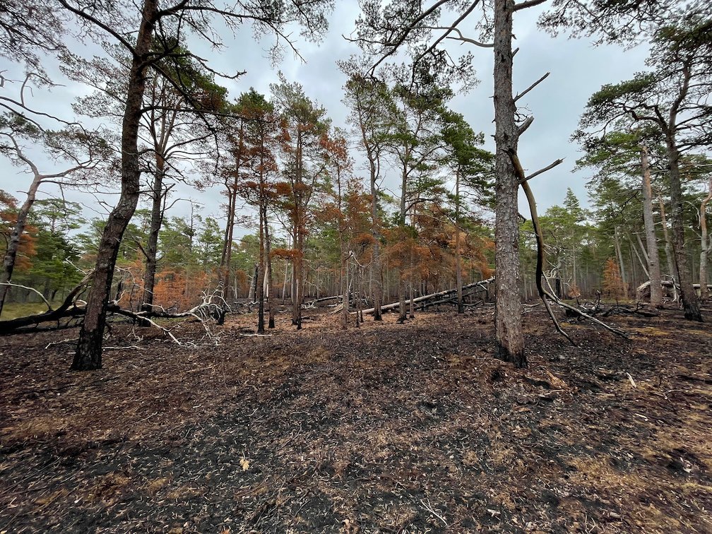 Bränd tallskog med svart mark efter en naturvårdsbränning på Gotska Sandön