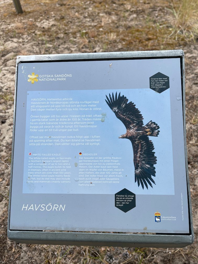 Informationsskylt Havsörn med bild på en flygande örn