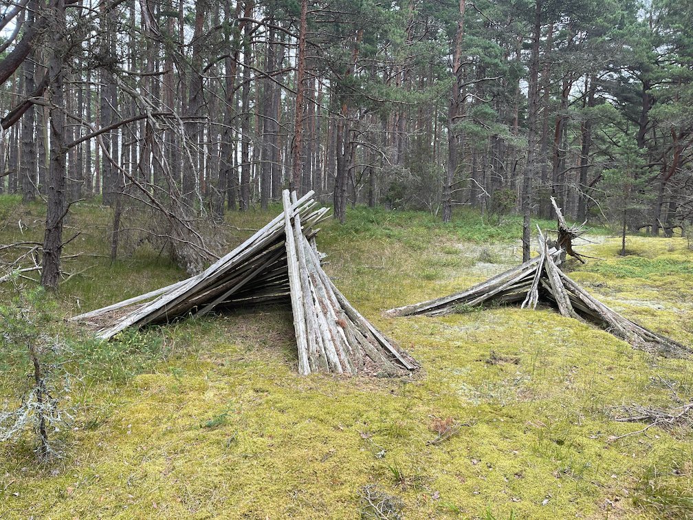 Två kojor av lutade stockar på mossig mark i tallskogen på Gotska Sandön