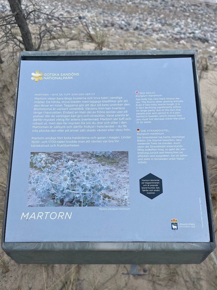 Informationsskylt Martorn om växten på stranden