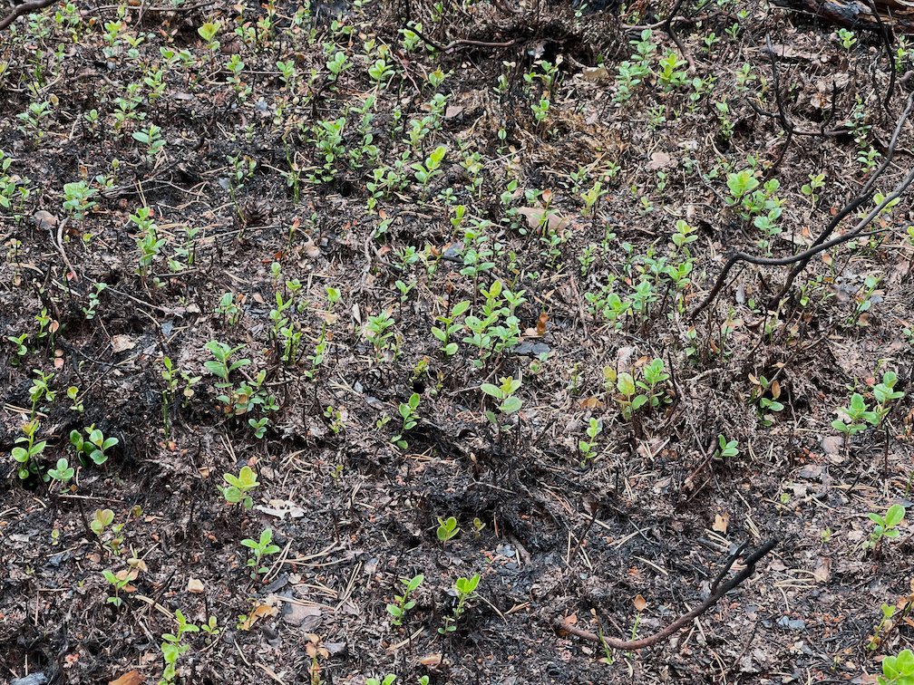Små gröna plantor växer upp ur den brända marken på Gotska Sandön