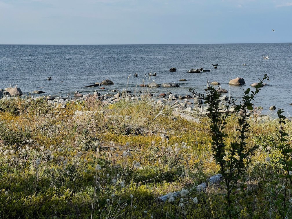 Stenar i havet vid Säludden där sälar ligger, med blommande strandväxter