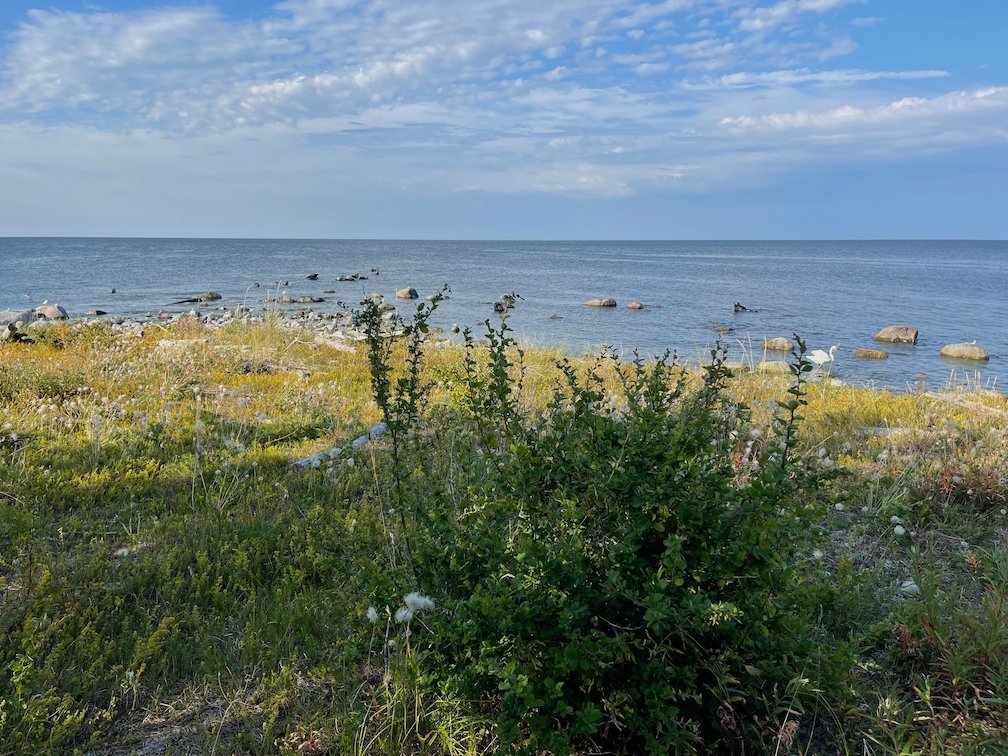 Strandäng och stenar vid havet på Säludden, Gotska Sandön