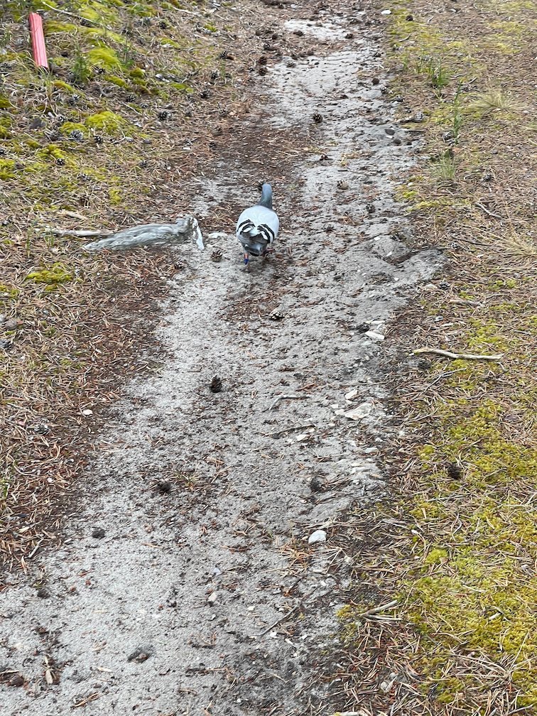Sandig stig genom tallskogen på Gotska Sandön med en vattenflaska på marken