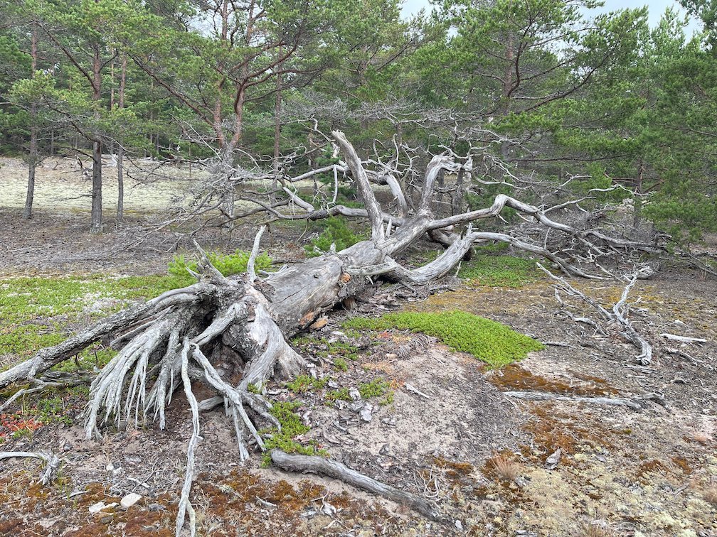 Torra vita tallrötter och stammar på sandig mark, Gotska Sandön