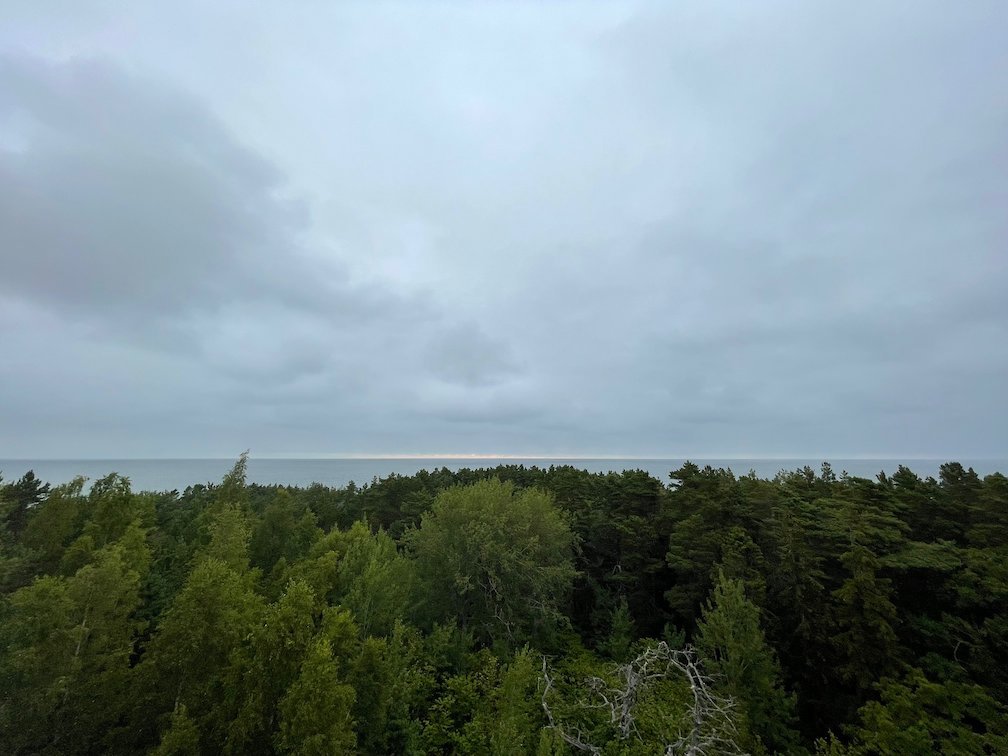 Utsikt från fyren över tallskog och havet under grå himmel