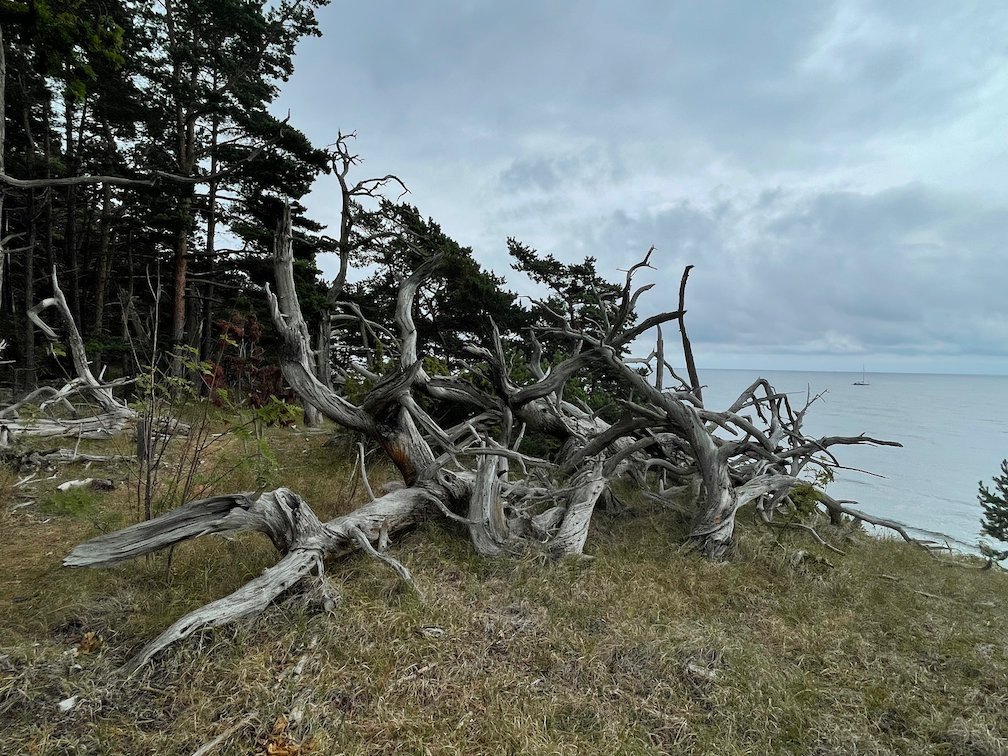 Vindpinade döda tallar på en sluttning ner mot havet på Gotska Sandön