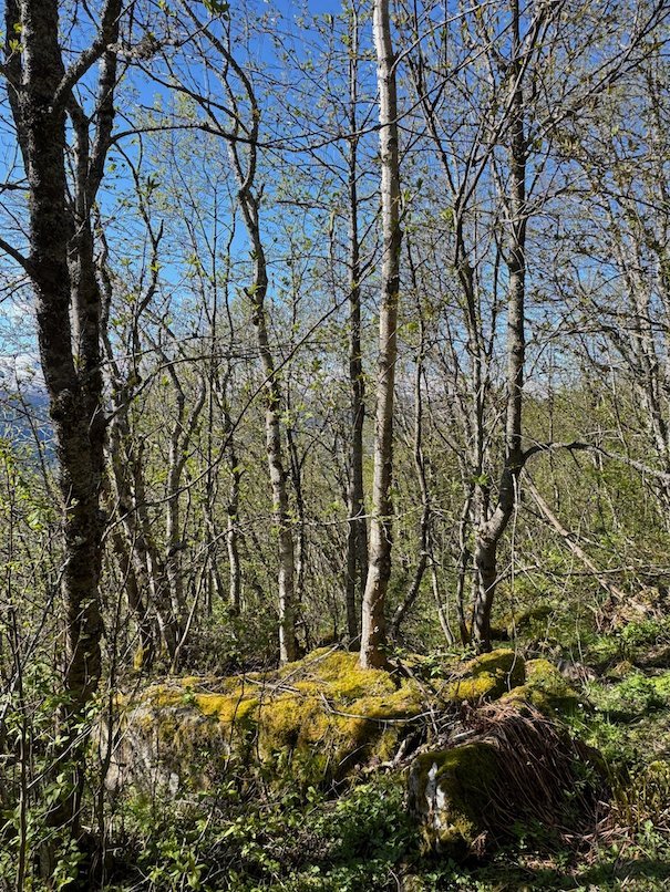 Birch forest with a mossy rock in the sun on the mountain above Voss