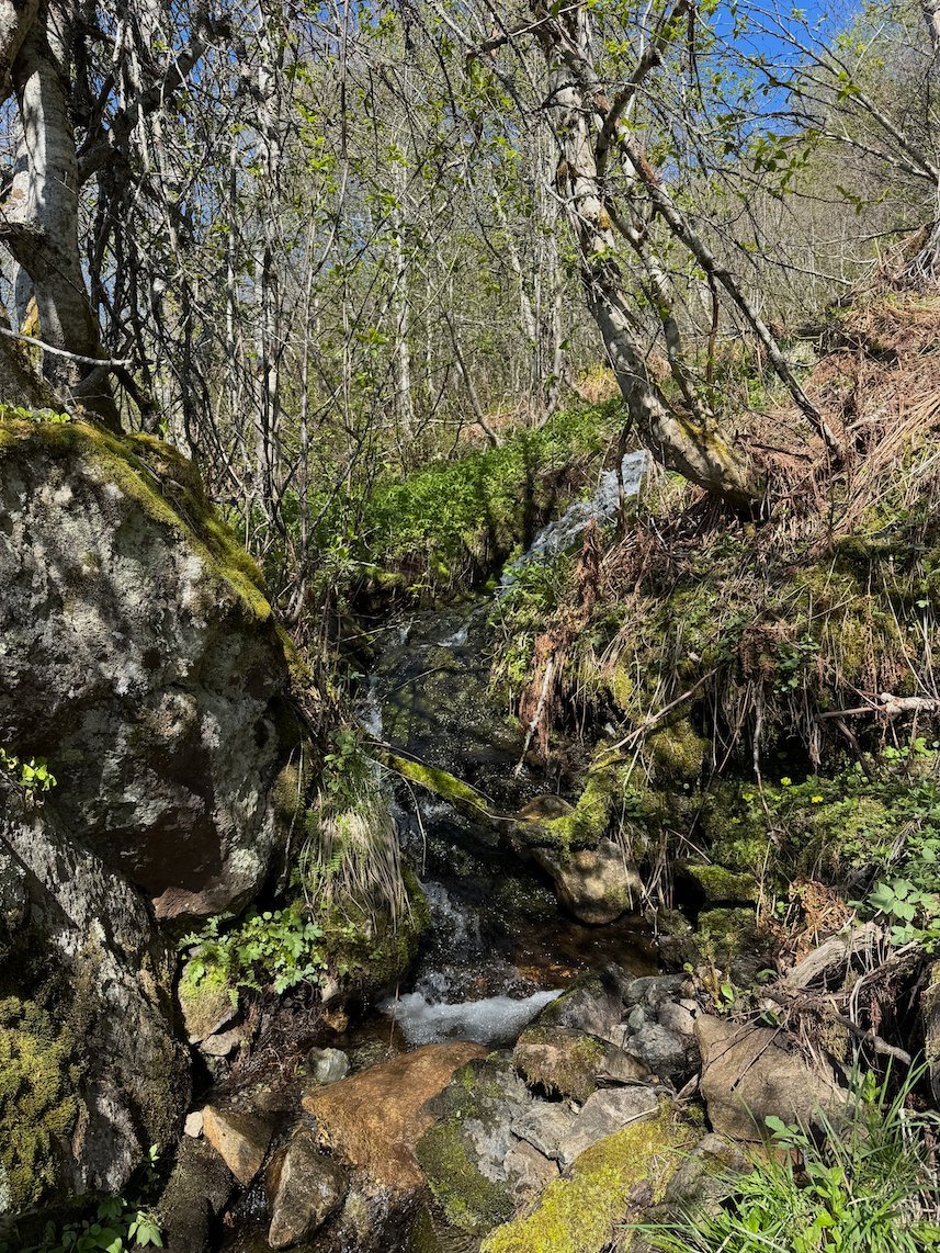 Small stream between mossy rocks and birch trees on the slope above Voss