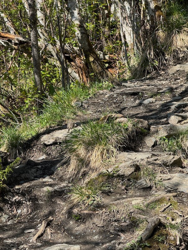 Rocky trail with grass between birch trees on the way to Dagsturhytta