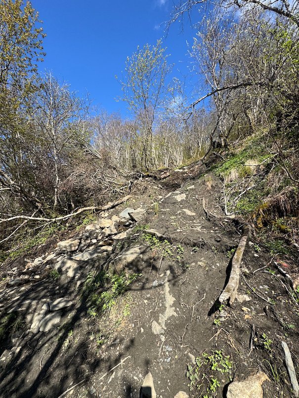 Rocky open trail between birch trees under a blue sky, above Voss