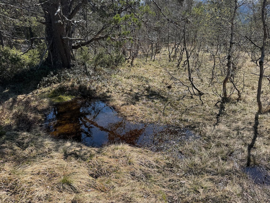 Small dark pond in dry grass between birch trees on the mountain above Voss