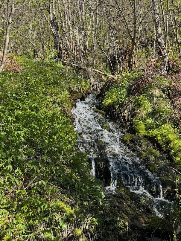 Small waterfall in green spring growth beside the trail to Hanguren
