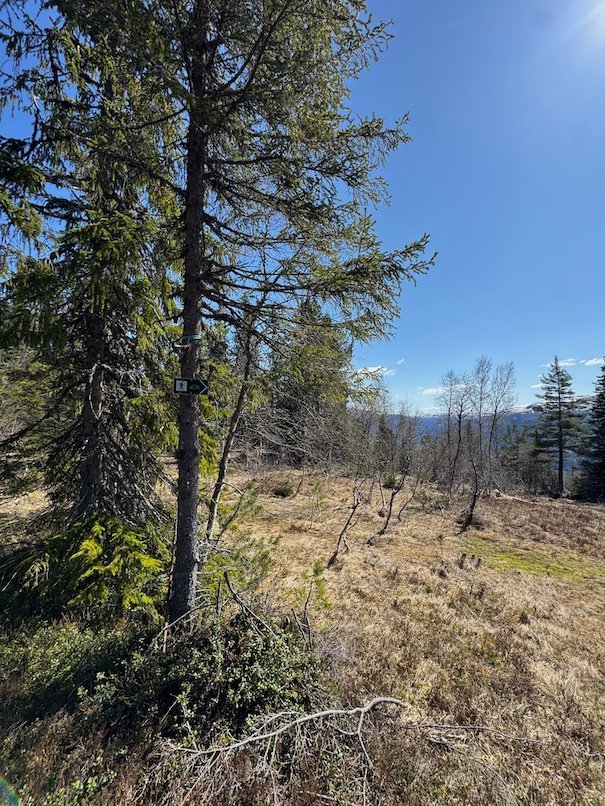Spruce tree in the sun on a dry grassy slope above Voss