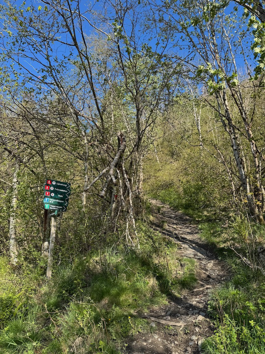 Narrow path into a birch forest with a green trail signpost, on the way up to Hanguren