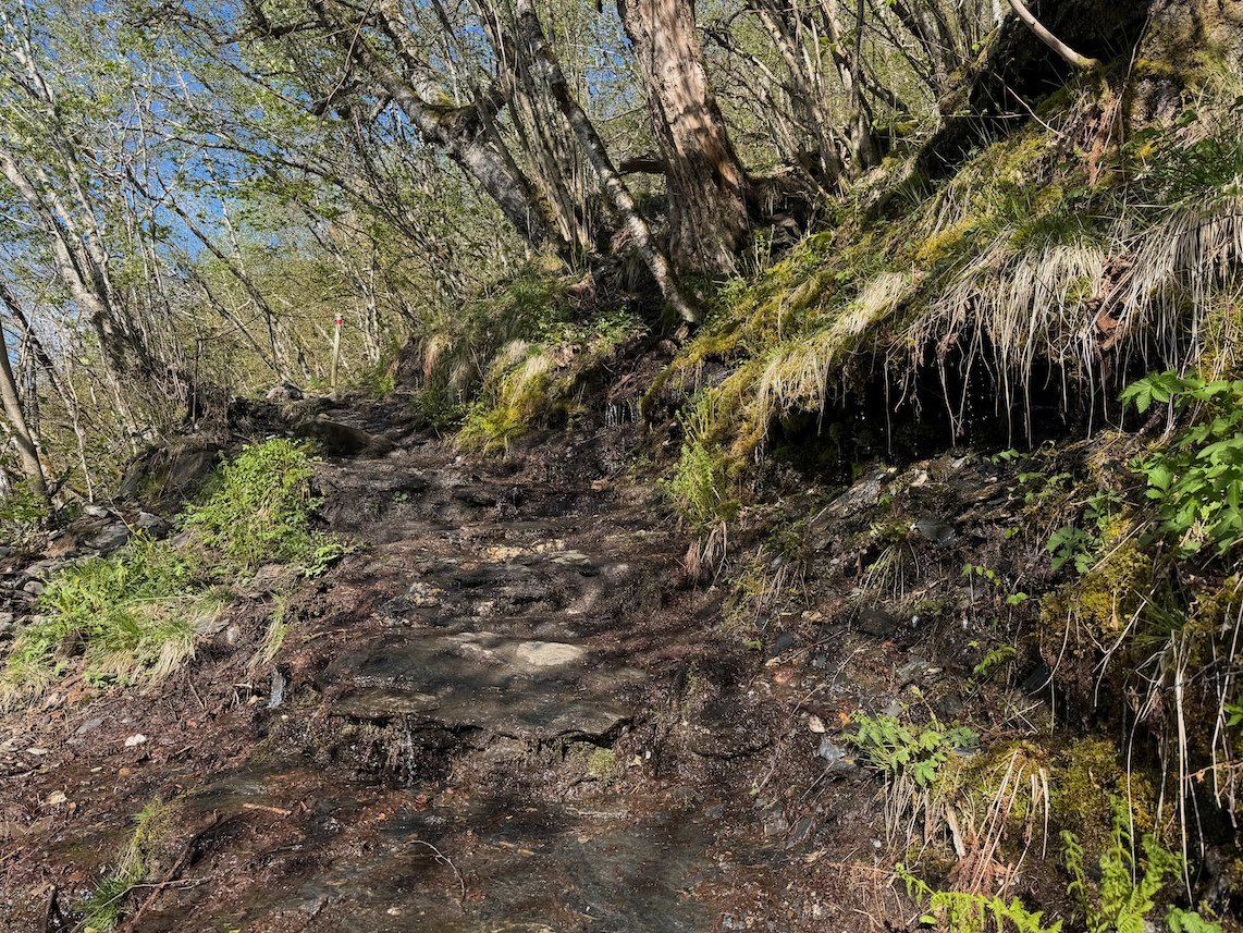 Wet path below a mossy slope in the forest on the way to Hanguren