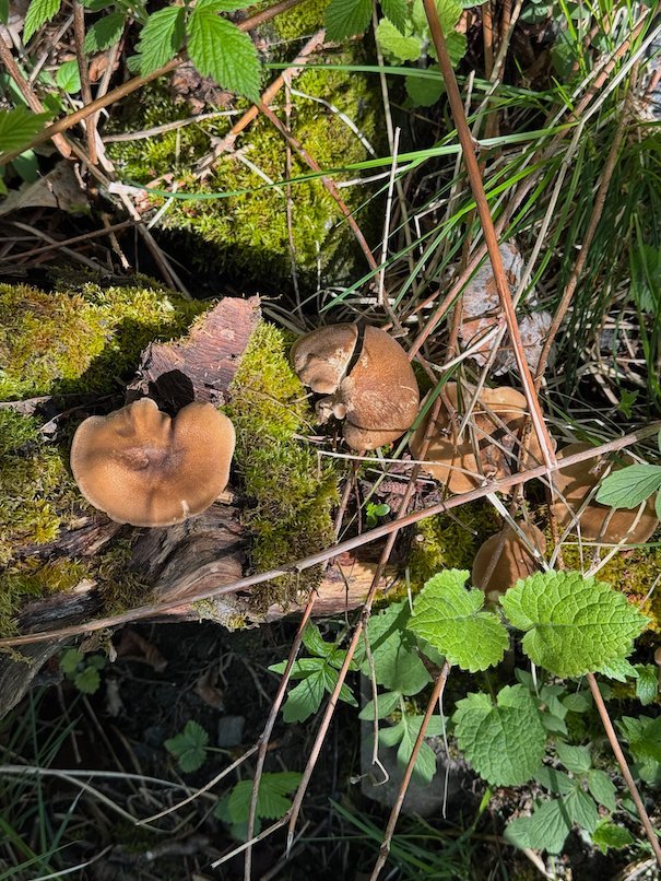 Brown mushrooms in moss and green leaves beside the trail to Hanguren