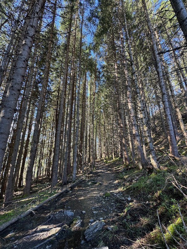 Path through a tall spruce forest on the way up to Hanguren
