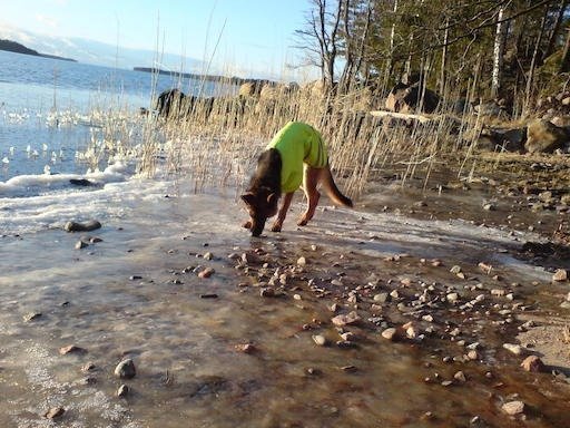 A dog in a yellow vest sniffs the icy stony beach on Kadermo island near Hanko.