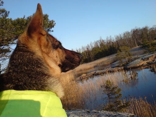 A dog in a yellow vest looks out over a bay with reeds on Kadermo island near Hanko.