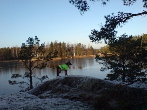 A dog in a yellow vest stands on a rock above calm water on Kadermo island near Hanko.